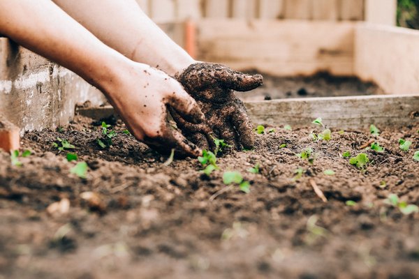 Quels légumes peuvent être cultivés en pots pour un jardin de balcon ensoleillé?